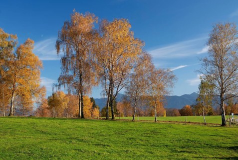 Autumn landscape with birches