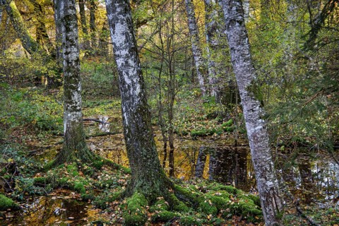 Moorland near Staffelsee