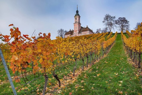 Vineyard with the pilgrimage church of Birnau
