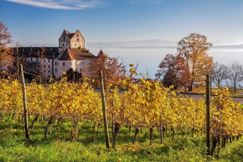 Vineyard with Meersburg Castle
