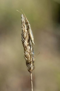 Italian tree cricket