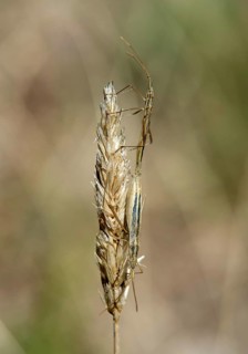 Italian tree cricket