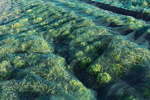 Leeks and lettuce Lollo Bionda