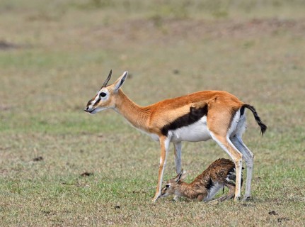 Thomson's gazelle