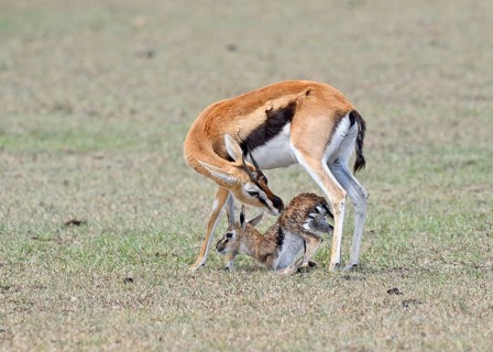 Thomson's gazelle