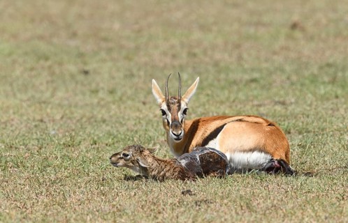 Thomson's gazelle