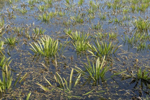 Aquatic plant Water-soldier or water pineapple