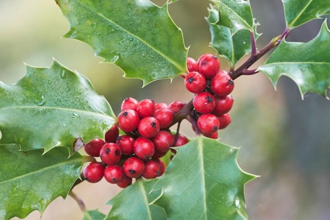 Holly