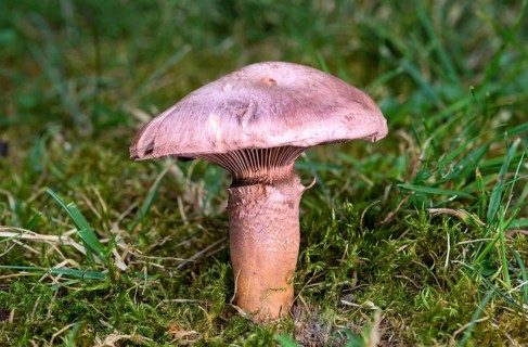 Rose-red yellow foot fungus