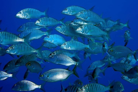 School of fish Marbled seabreams