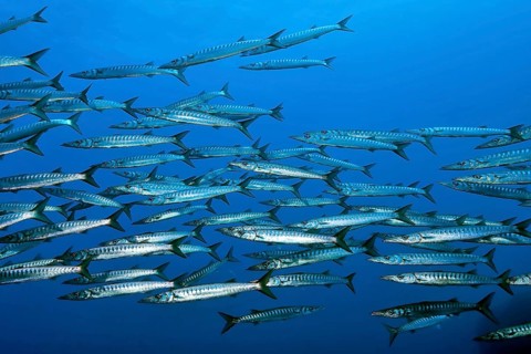 European barracuda