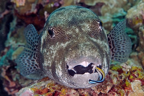 Star puffer