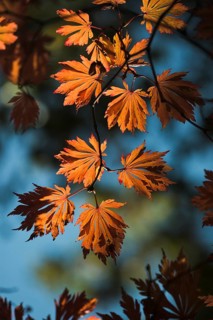 Orange autumn leaves of Fullmoon Maple japonicum Aconitifolium