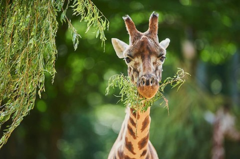 Reticulated giraffe
