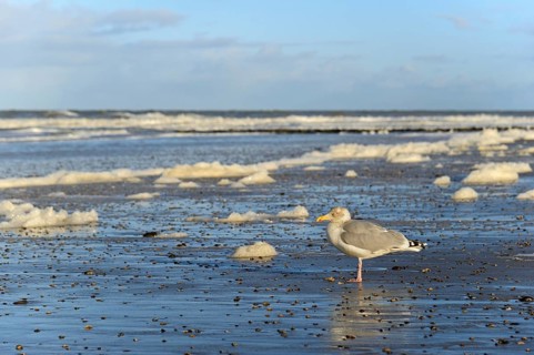 European herring gull