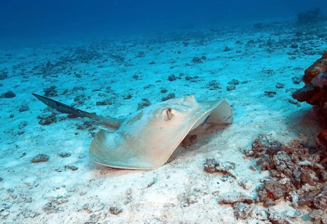 Cowtail stingray