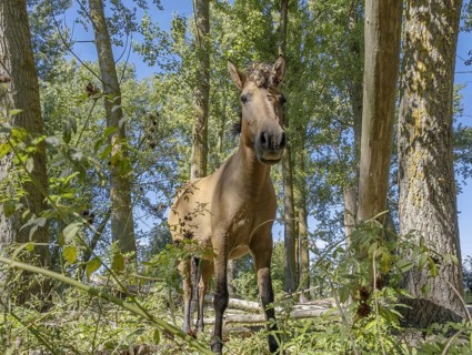 Wild horse