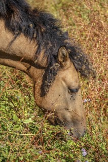 Wild horse
