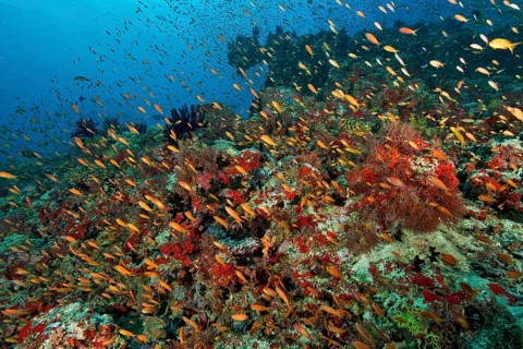 School of fishes