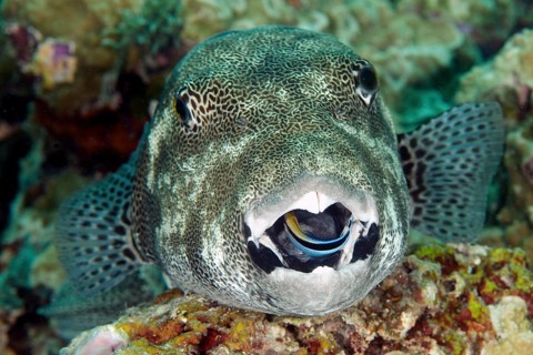 Star puffer
