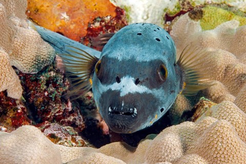 Masked puffer