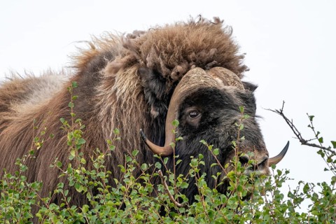Musk ox