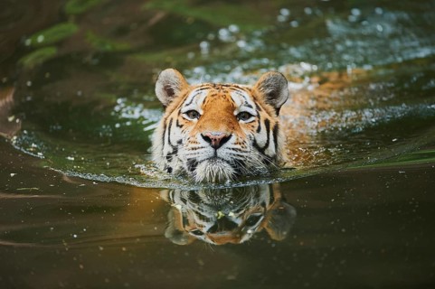 Siberian tiger