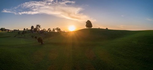 Sunset with lime tree on Drumlinhuegel