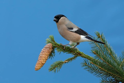 Eurasian bullfinch