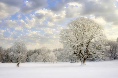 Winter landscape with snow-covered trees