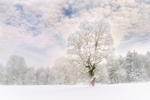 Winter landscape in fog with snow-covered trees