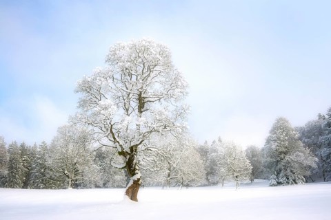 Winter landscape with snow-covered trees