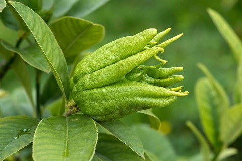 Unripe citrus fruit Buddha's hand