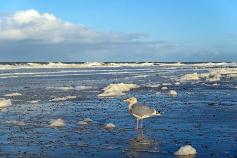 European herring gull