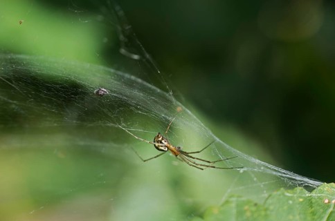 Female of the common canopy spider