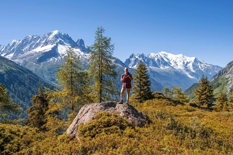 Larches in autumn colour