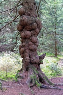Tree with tree crab