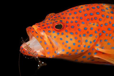 Vermillion seabass