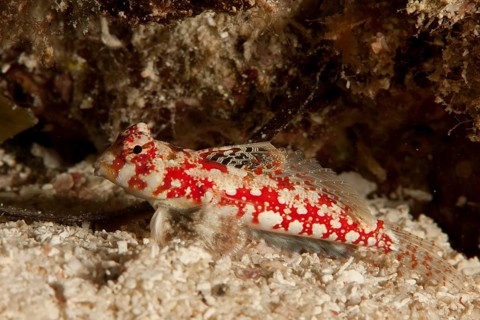 Marbled Dragonet