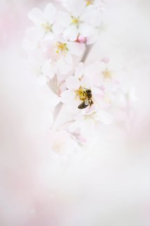 Honey bee