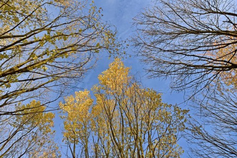 Silver Maple