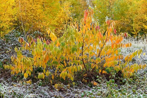 European Bird Cherry