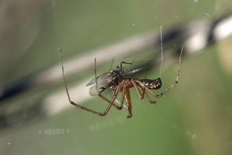 Male of the common canopy spider