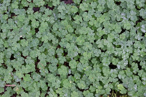 Shamrocks with water drops