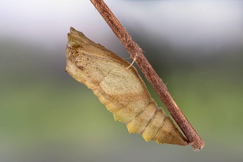 Swallowtail
