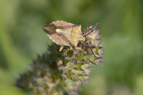 Carpocoris fuscispinus