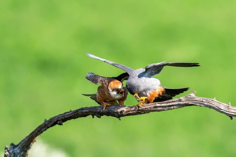 Pair of redfooted falcons