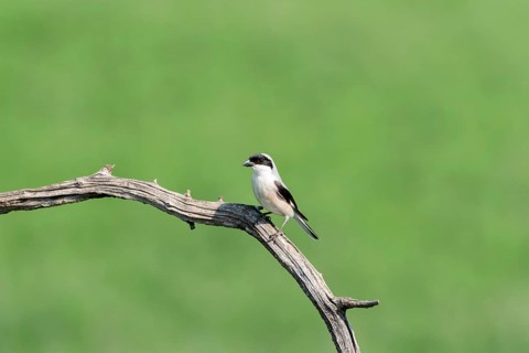Lesser Grey Shrike