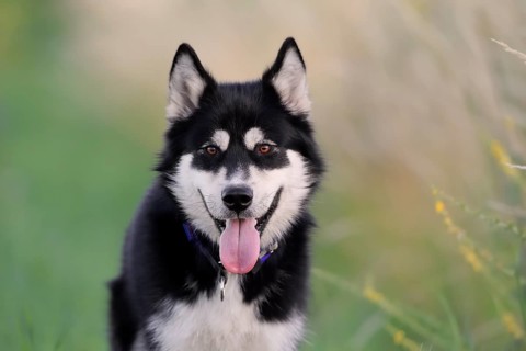 Alaskan Malamute Portrait