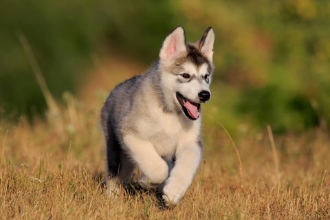 Alaskan Malamute puppy walks across a meadow